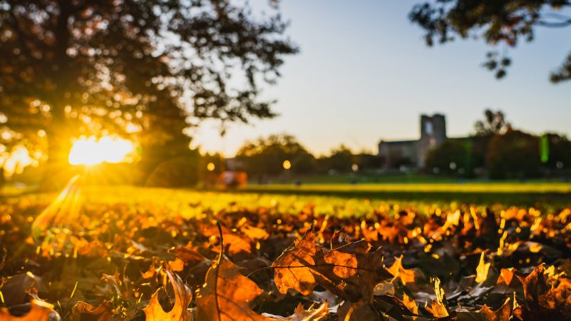 Leaves on the ground under a tree. Burruss Hall in the background. Blacksburg Campus.